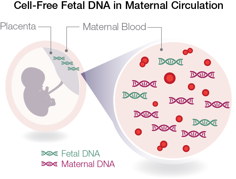 Cell free DNA ve Fetal Fraksiyon cfdna comes from apoptytic cells derived from: Maternal Adipocytes