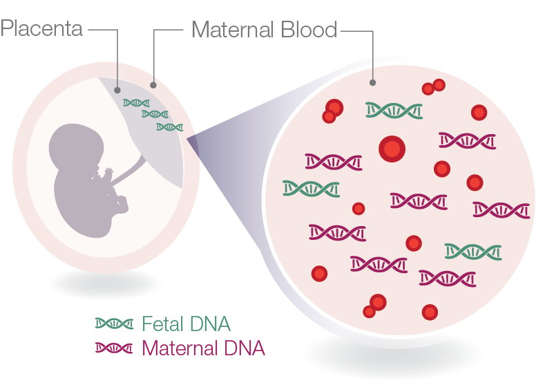Cell free DNA (cfdna) Chromosome 21 is 1.5% of genome equivalents (0.75 per chromo) Difference of 0.03% At 10% fetal DNA: [1.