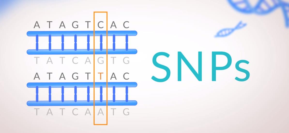 SNP ler: Genomdaki herhangi bir nükleotidin A,T,G ve