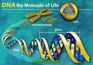 Genetik Test Nedir? Genetik testlerin çoğunda vücudumuzun büyümesi, gelişmesi ve fonksiyonunu yerine getirebilmesi için gerekli bilgileri sağlayan molekül olan DNA kullanılır.