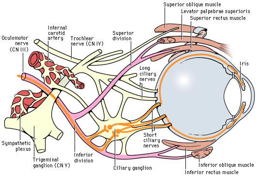 Fonksiyon Başlangıç Sonlanım Patoloji Göz hareketleri (dışa bakış hariç) Işık ref.(efferent) Mezensefalon (sup.coll.