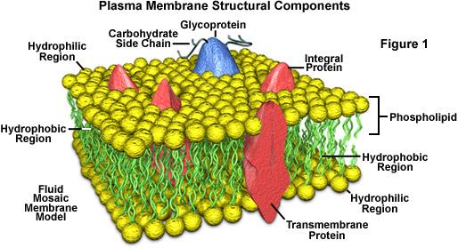 Membran yapısında lipidler Membran lipidleri hücre yüzeyinde çift katmanlı tabaka oluşturan ve yapısal olarak yağ ve