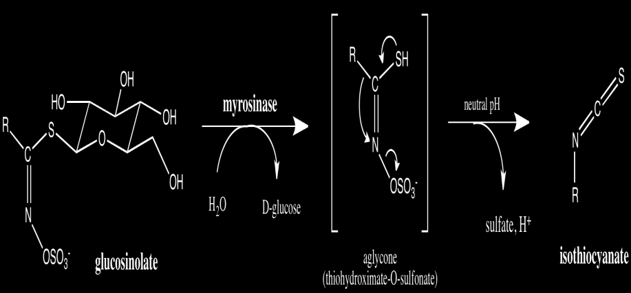 Mirosinaz Glikosinolat Etkileşimleri; Glikosinolat içeren tüm bitkiler aynı zamanda mirosinazı da içerirler.