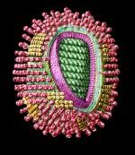 Influenza virus Orthomyxoviridea familyasının tek üyesi ss RNA genom, negatif polariteli - helikal nükleoprotein (NP) - 8 segmentli ribonükleoprotein (RNP) Zarflı