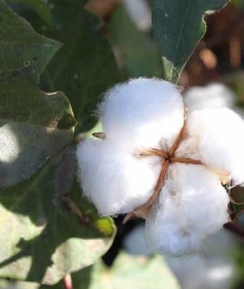 » Better Cotton, çevre için ve çiftçi toplulukları için ölçülebilir biçimde daha iyi olan bir yolla üretilen pamuktur.