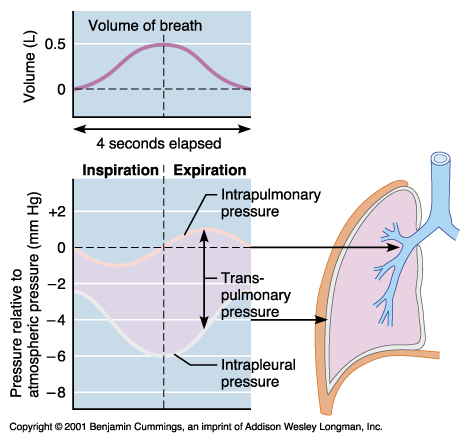 Alveolar basınç azalıyor Atmosferik basınç alveolar basınçtan daha fazla ve hava içeri giriyor Inspiration/Inhalation