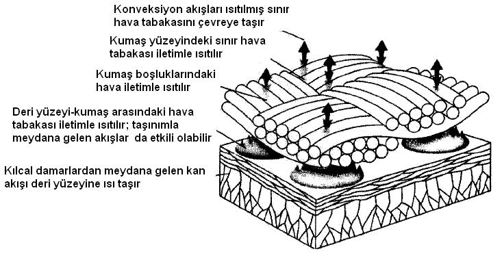 özelliği sayesinde oluşturulan tampon bölge ile, değişken ortam koşullarında konfor tam olarak sağlanmaktadır (Umbach 1993). 14 Deri kumaş arasında meydana gelen ısı akışı Şekil 1.