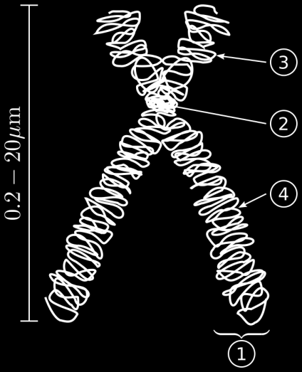KROMOZOM MORFOLOJİSİ Kromatini oluşturan kromatin iplikçikleri hücre bölünmesi başladığında dönümler yapıp, boylarını kısaltıp, çaplarını artırarak almış oldukları şekil kromozom olarak adlandırılır.