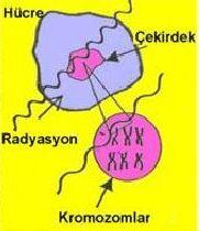 Radyasyonun Hücrelere Etkisi İyonize radyasyon bir maddeye girdiğinde iyon çiftleri oluşturmaktadır.