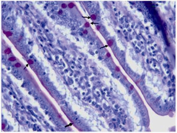 kesintisiz prizmatik epitel şeklinde görüldüğü, epitelde yerleşim gösteren ve mukus salgılayan goblet hücrelerinin kadeh şeklinde olduğu saptandı (Resim 1A-B).