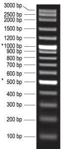 aralığında fragment veren Lambda-HindIII DNA, PCR ürünlerindeki fragment uzunluklarını kıyaslamada ise