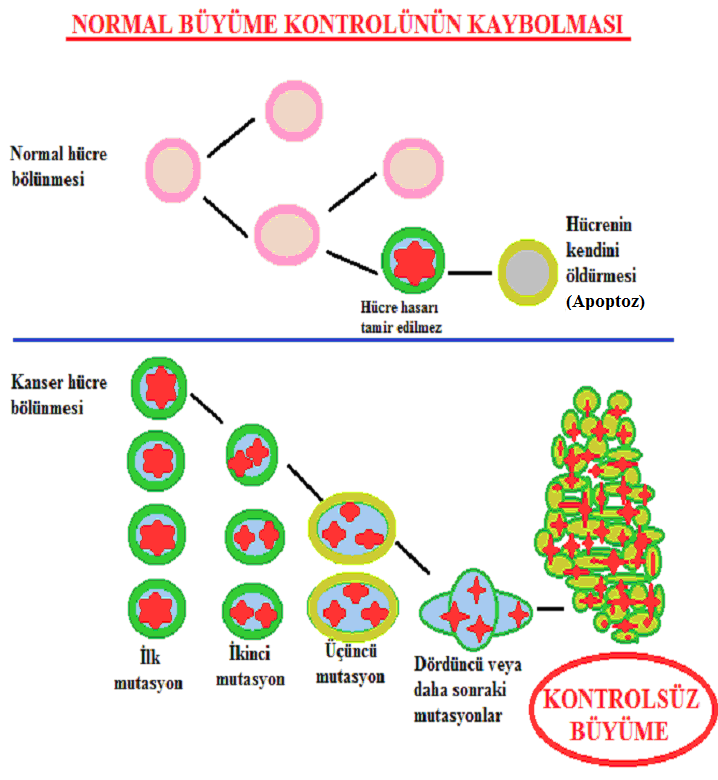 6 Şekil 2.2 Hücrenin büyüme kontrolünü kaybederek kanserleşmesi (Modifiye edilmiştir) (WEB_2, 2010).