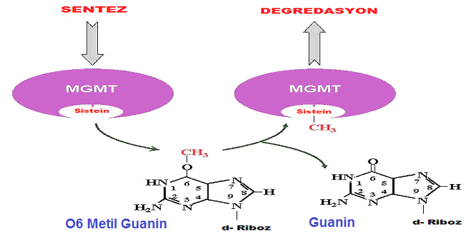 34 Şekil 2.15 MGMT geninin genomik yapısı (Esteller vd 2004) MGMT, DNA da O6 guanindeki alkil grubunu kendi üzerindeki sistein rezidüsüne transfer eder.