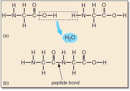 MOLEKÜLER YAPI PROTEİNLER Amino asitlerin peptit bağları ile birbirine bağlanması sonucunda oluşurlar.