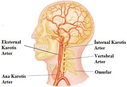 Resim 2.4: Beyni besleyen arterler Serebral anevrizma, arterioskleroz, emboli, enfeksiyon, tromboz, travma gibi nedenler beyinin kanlanmasını bozabilir.
