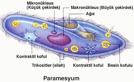 Tek hücrelilerin en gelişmiş sınıfıdır. Vücutları peliküla denen sert bir tabaka ile örtülüdür. Stoplazmalarında büyük ve küçük çekirdek bulunur.