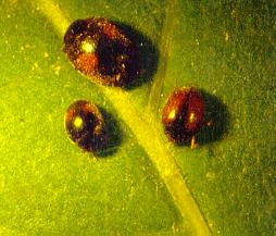 Scymnus spp.: Ergin ve larvaları yaprak bitleri, k.