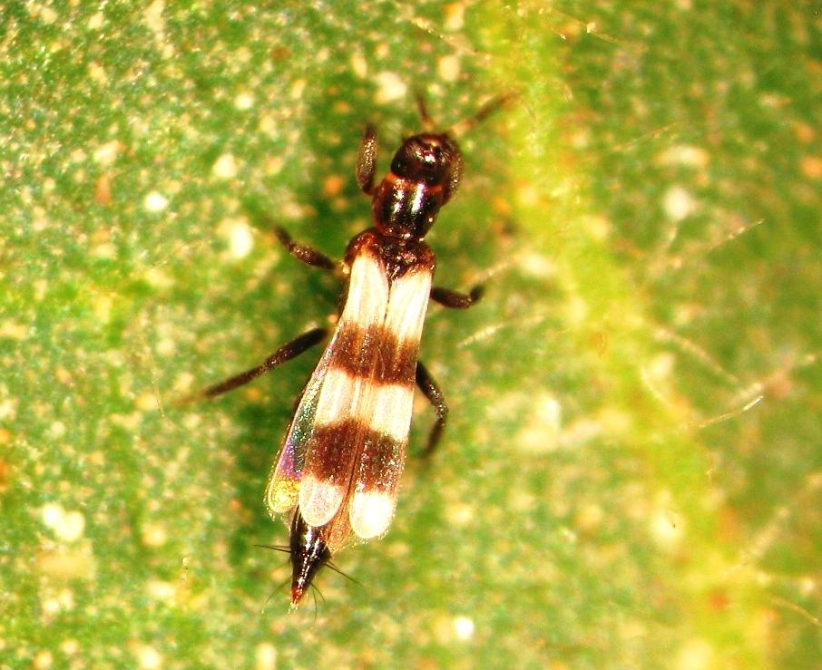 Predatör thripsler (Thysanoptera): Aeolothrips spp.