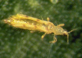 Scolothrips longicornis : Özelleşmiş kırmızı örümcek avcısıdır. Ergin ve larvaları predatördür. Bir erginin günde 100 adet k.