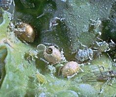 Parazitlenen yaprakbitleri mumya şeklini alırlar. Kültür bitkilerinde Y.biti parazitoidi olarak Aphidius spp.