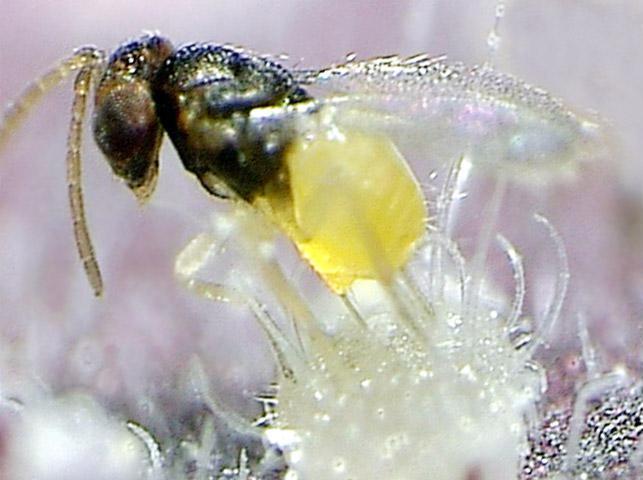 Encarsia formosa (Hym., Aphelinidae) : Serada beyaz sinek predatörüdür.