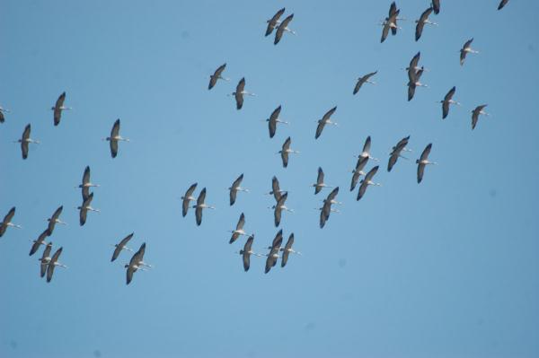 Rüzgar türbinleri (RT), genellikle iyi rüzgar alan tepelere veya yamaçlara ihtiyaç duyar, süzülerek göç eden kuşlar da Süzülerek göç eden kuşlar minimum enerjiyle
