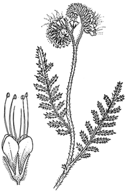 ARIOTU, FASELYA (Phacelia tanacetifolia Bentham) Bitkisel Özellikleri Arı otu Hydropllaceae familyasından ve Phacelia cinsinden tek yıllık bir tür olup, dik olarak gelişmekte ve 40-120 cm kadar