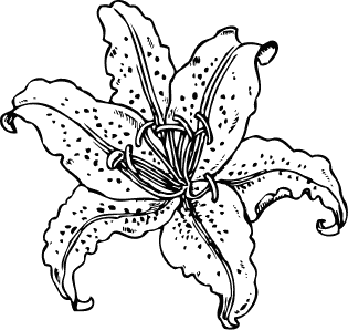 Şekil 2. Lilium sp.