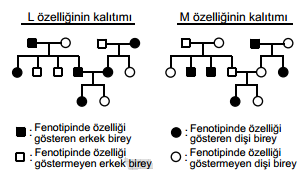 Heterozigot A kan gruplu anne ile kanında antijen bulunmayan bir babadan meydana gelen çocuklardan O kan gruplu kız çocuk olma ihtimali nedir?