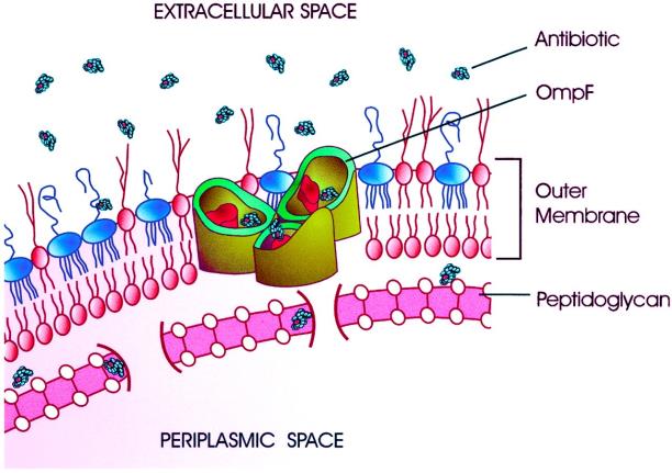 İntrensek direnç Hücre duvar yapısı- Hücre içine girmesi zorlaştırır Porin yapısı; Küçük