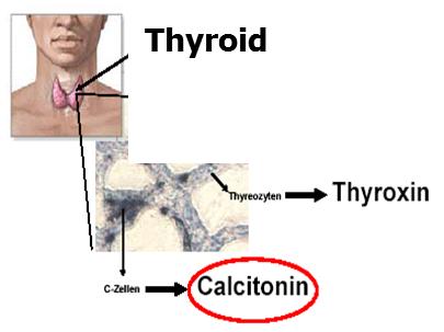 Prokalsitonin (PCT) Tiroid bezinde kalsitoninin prohormonu olarak sentezlenir Çok stabil Enfeksiyon sonrası 2.