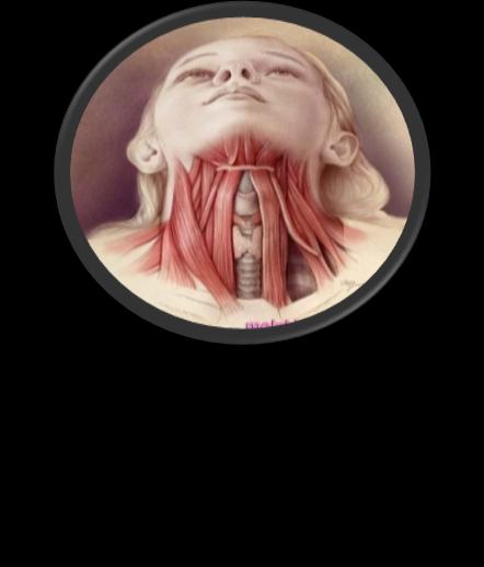 Yutak, geniz veya farinks (Latince pharynx), sindirim kanalının, ağız ve burun boşluğunun arkasında yer alan bölümüdür. Yutakta gırtlak bulunur. Alınan besinin yemek borusuna geçmesini sağlar.