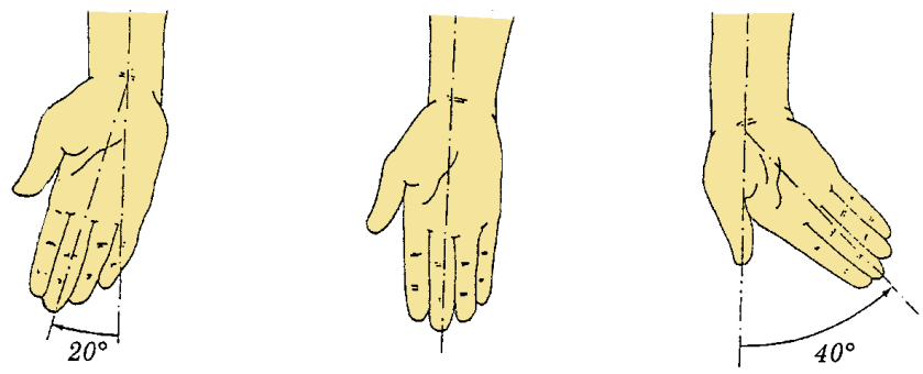 Elin hareketlerine her iki eklemde (art. radiocarpalis ve art. mediocarpalis) katılır.