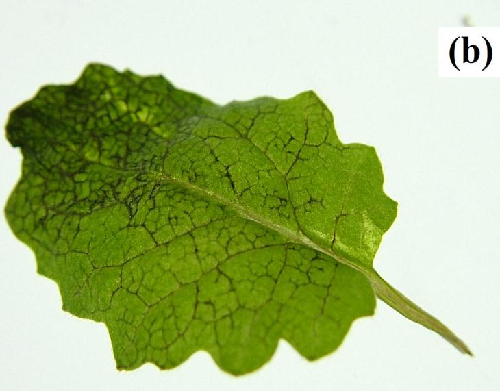 Brassica rapa L.var. rapa da Pb birikimi Kurşun stresinin 6.