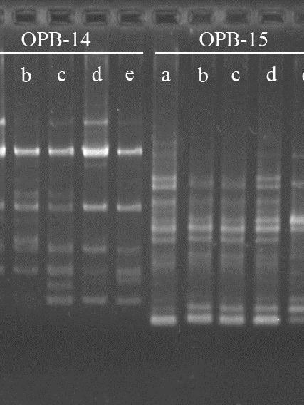 Altı gün süre ile farklı kurşun konsantrasyonlarına maruz bırakılmış yem şalgamı fidelerinin yapraklarından elde edilen genomik DNA ların OPB 14 ve