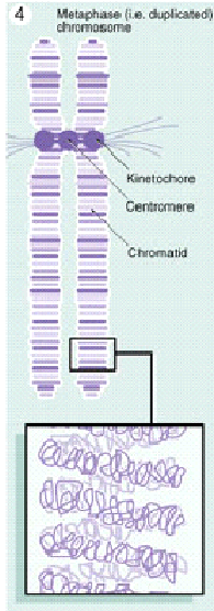 KROMOZOMLAR Hücre bölünmesi başlangıcında 2 katına çıkan DNA molekülleri 2 şerli bir araya gelerek kromozomları oluşturur. Bir DNA molekülü kromozomdan 5-10 bin defa daha uzundur.