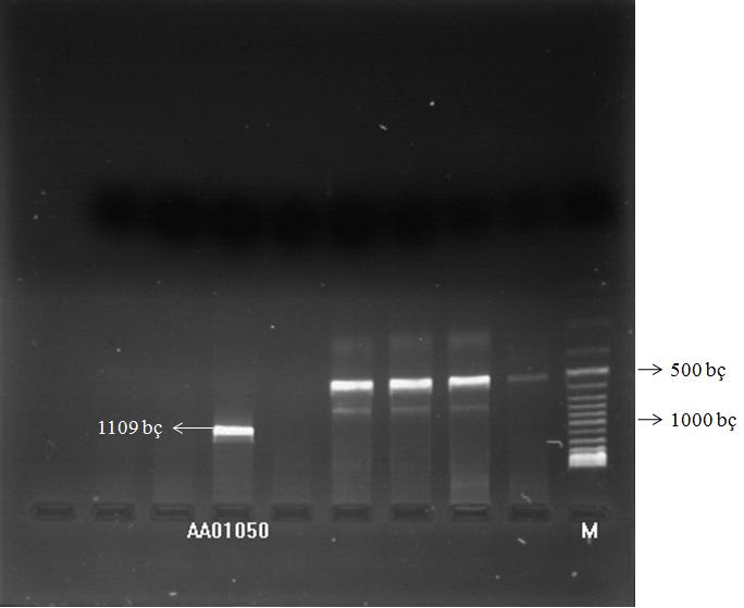 örneğin, 10 mm Mg ++ konsantrasyonunda 64 C bağlanma sıcaklığında hazırlanan PCR ürünü (Şekil 4.