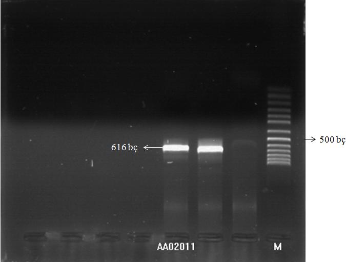41 Şekil 4.24 AA02011 numaralı örneğin PCR sonucu Şekil 4.
