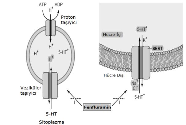 Serotonin Trasporter(SERT) (4) Serotonin Reseptörleri Serotonin, etkilerini presinaptik ve postsinaptik hücre membranlarında bulunan farklı tipteki reseptörleri (5HT 1-5HT 7 ) üzerinden
