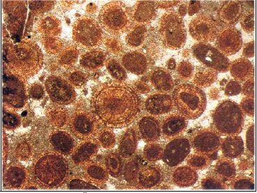 Resim 29. Boyanmış kesit, A.Karbonifer, İngiltere, X16, tek nikol. Resim 29 da bir mercan tütü olan lithostrotion un iki adet boyuna ve bir adet enine kesitini göstermektedir.