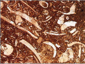 Resim 36. Boyanmış kesit, Eyam kireçtaşı, İngiltere, X13 tek nikol Resim 36 da bol molluks parçalarından oluşan bir kireçtaşını göstermektedir.