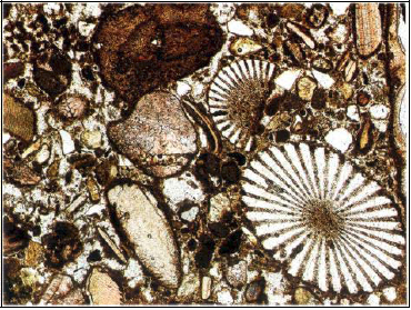 Resim 37. Boyanmış kesit, O.Jura, İngiltere, X32, tek nikol. Resim 37 de miktitik bir zarf şeklindeki kavkı parçalarından oluşmuş brakiyopodları göstermektedir.