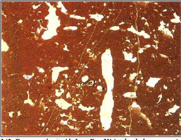 Resim 43 de çubuk şekilli bir Bryzoanın enine kesitini göstermektedir. Yuvarlak şekilli parçanın bazı kesimleri ince taneli malzeme ile doldurulmuştur.