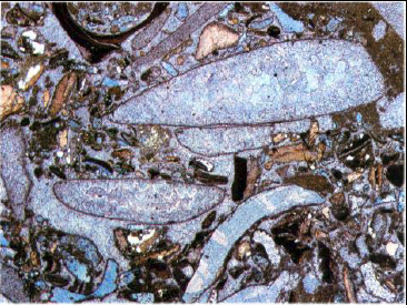 Resim 48. Woo Dale kireçtaşı, İngiltere, X25, tek nikol. Resim 48 de brakiyopod kavkıları (yapraklanmış yapı) ve ekinoderm parçalarında (benekli levhalar) gelişmiş mikrit zarflarını göstermektedir.