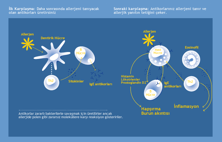 Allerjinin Mekanizması Allerjen örneğin polen, bağışıklık sistemi tarafından yanlış tanınarak vücutta IgE antikorları üretilmeye başlanır (duyarlanma fazı).