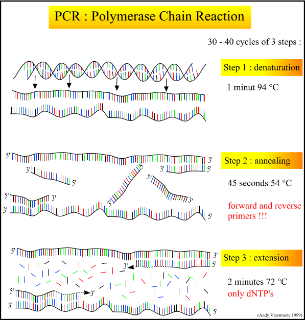 Bir rganizmadaki tüm DNA genlerinin haritalanması, sıralanması ve