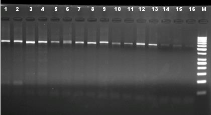 IV.1. Kromozom Analizi Periferik kandan hazırlanan 72 
