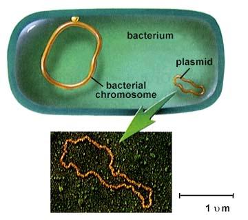 Plasmid, çoğu bakteri türünde doğal olarak