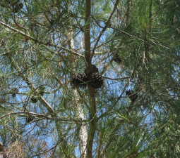 Pinus brutia (Kızılçam) Boyu yaklaşık 25