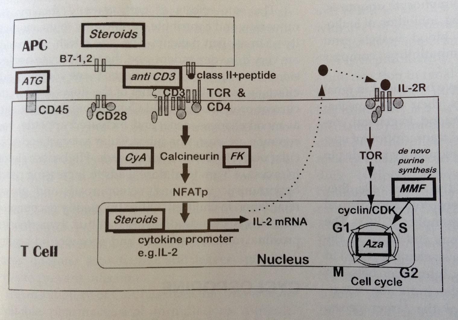 Temel immunsupresiflerin T hücre aktivasyonuna etkileri Norman & Suki.